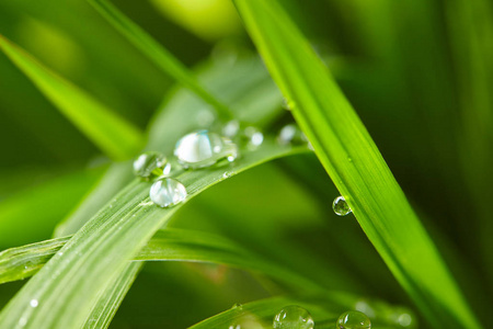 在绿色草地上的水滴
