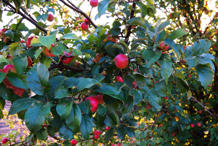 成熟的苹果在树上