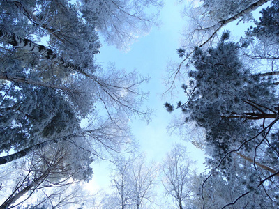 雪霜冬季风景林