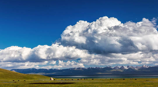 在高山的传统放牧。吉尔吉斯斯坦。儿子 Kol 湖