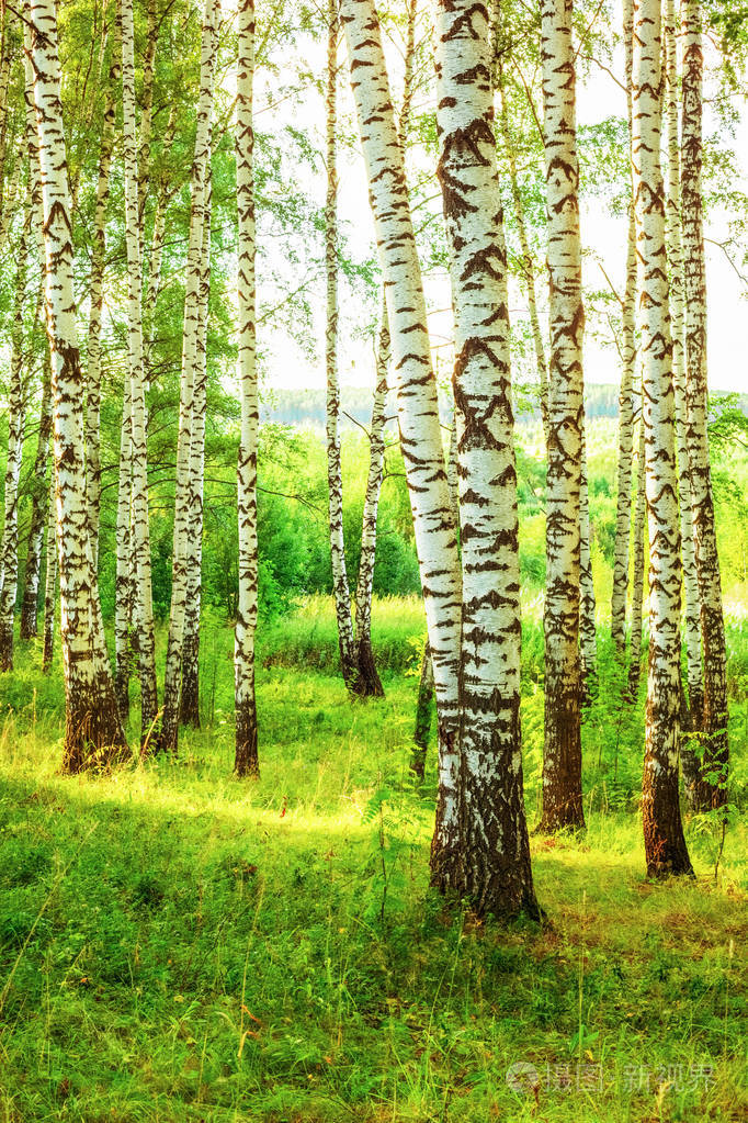 夏天在阳光明媚的白桦林