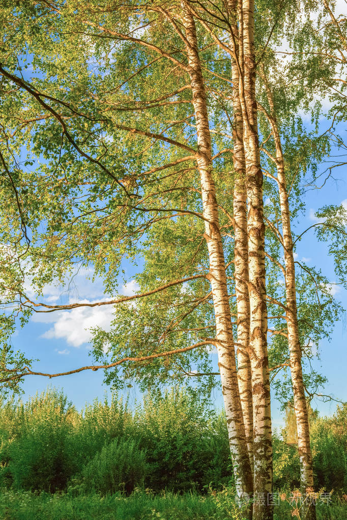 夏天在阳光明媚的白桦林