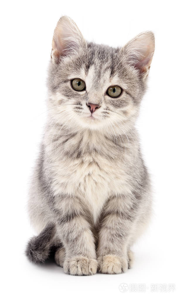 小灰小猫