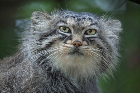 帕拉斯猫otocolobus Manul