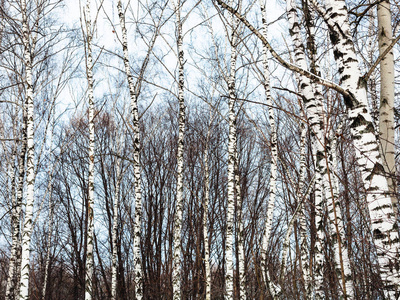 桦树树干和冰冷的蓝色冬日天空