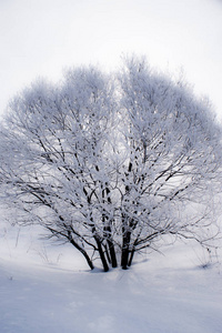 独自冬天的树充满了雪