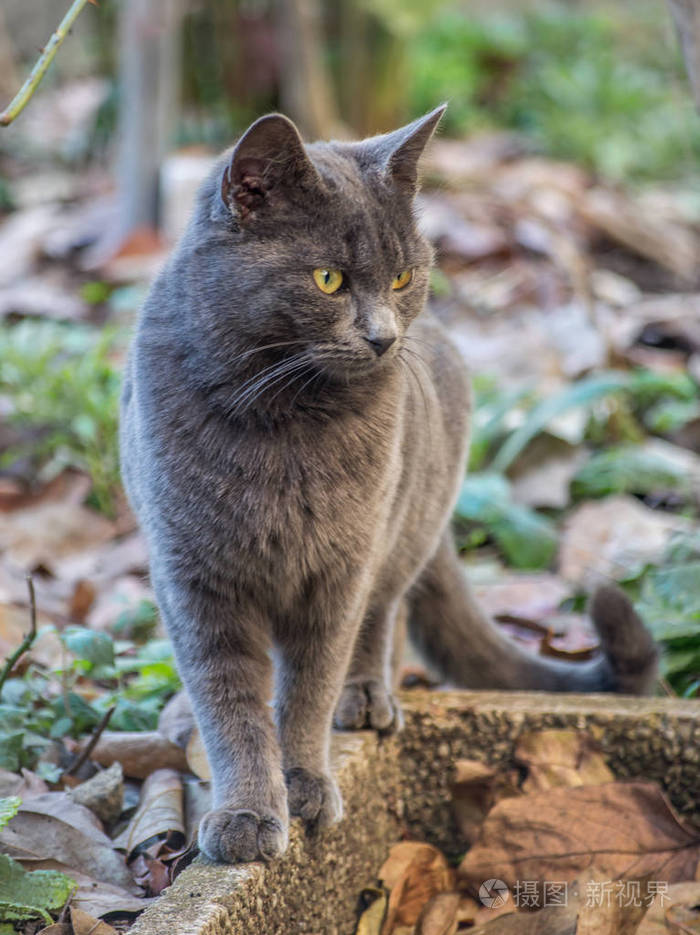 俄罗斯蓝猫照片-正版商用图片0w5smh-摄图新视界