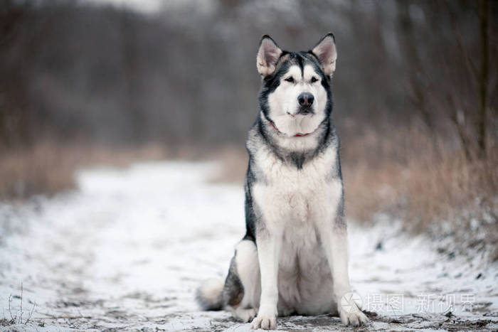 阿拉斯加雪橇犬狗坐在雪地里