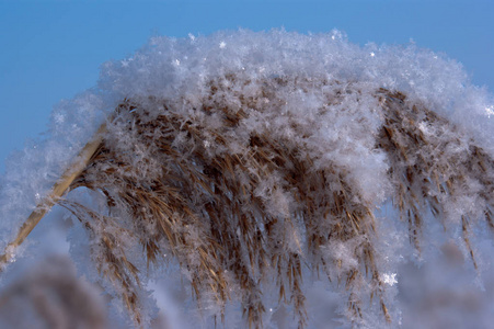 满雪芦苇特写镜头照片