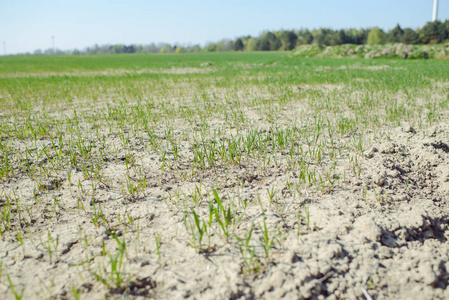 在田野里的小麦幼苗的特写镜头照片