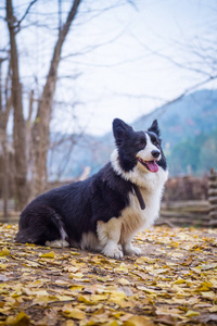 边境牧羊犬，采取室外