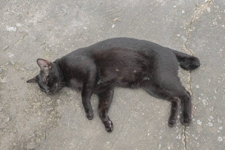 黑猫睡在地板上