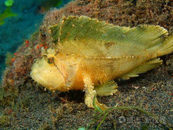 琵琶鱼巴厘岛巴厘岛jati