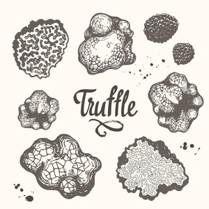 新鲜黑松露图片-新鲜黑松露素材-新鲜黑松露插画-摄图新视界