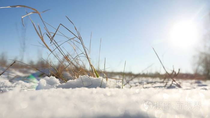 干草在风自然冬天雪风景领域草原晃动