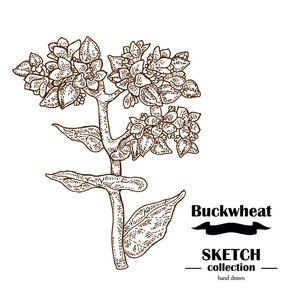 荞麦素描.手绘麦片.矢量图照片