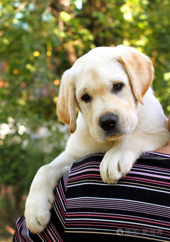 小可爱拉布拉多狗肩的肖像