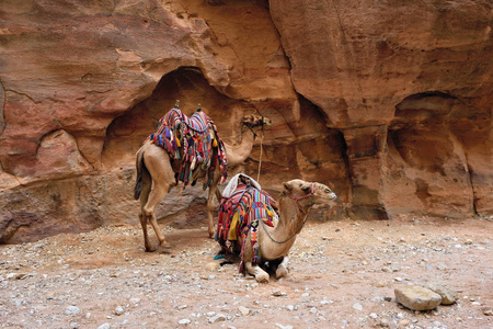 骆驼在佩特拉，Jordan