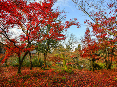 日本京都森林枫树的秋天风景。