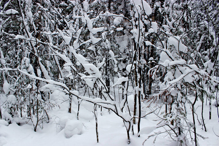 雪中的树