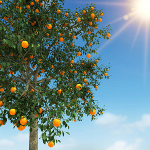 橘树 3d 渲染