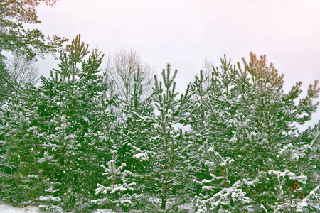 冰冻的冬季森林与雪覆盖了树