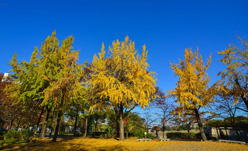 日本大阪市公园有许多树木的秋景。