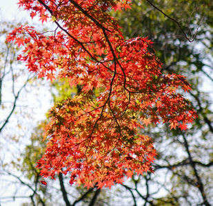 在阳光明媚的日子里，城市公园里有许多红色枫叶的秋景。