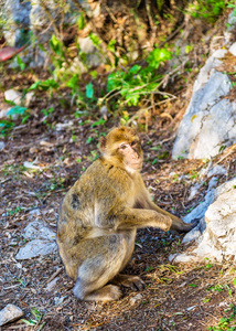 巴巴利猕猴在直布罗陀上部岩石