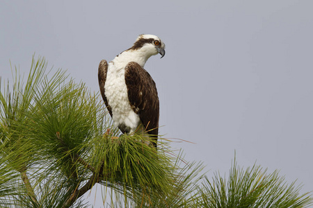 鱼鹰栖息在一棵松树墨尔本，佛罗里达州