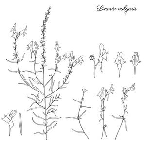 柳穿鱼, 常见 toadflax, 黄色 toadflax 或蛋黄草属的 toadflax, 金鱼