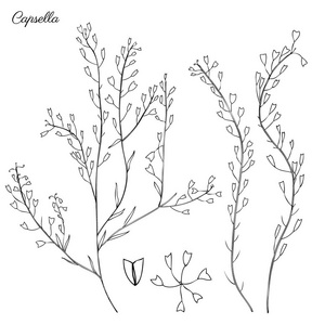 荠菜花,荠菜,荠菜,整株植物,手绘图形矢量植物插图,化妆品设计白色