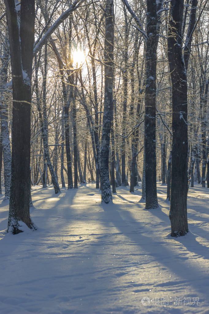 冬天的晚上树木被雪上冬季森林覆盖