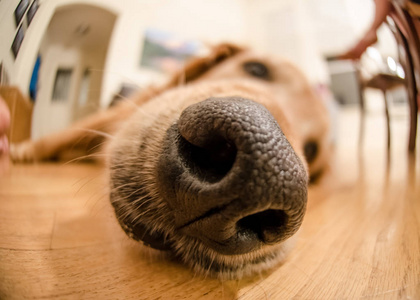 金毛猎犬的鼻子