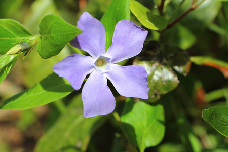 长春花园里