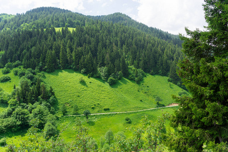 杉木树在春天图片