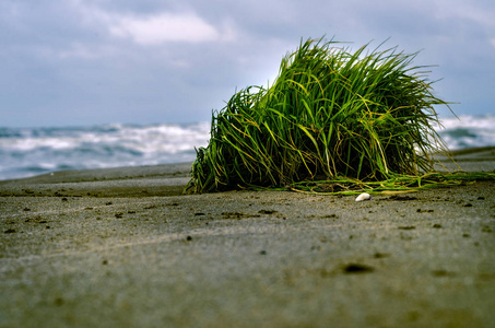 美丽的灌木草地上海滩的沙子和模糊视图波海为背景