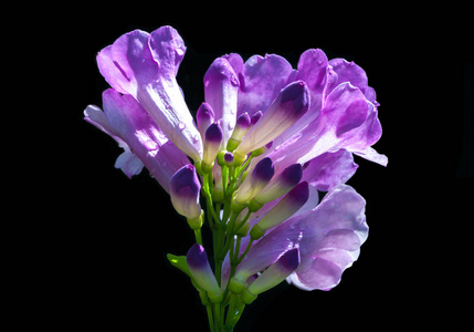 紫花花束