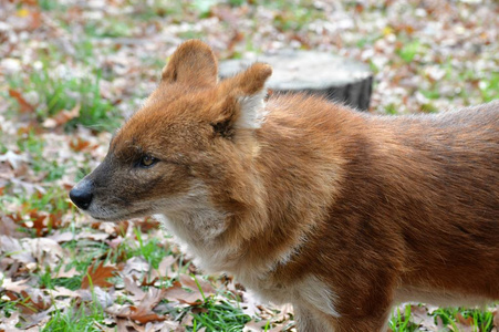 Dhole 在树林里