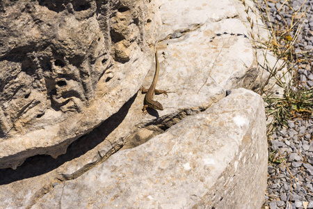 隐藏在古代 Messini，希腊废墟上的蜥蜴