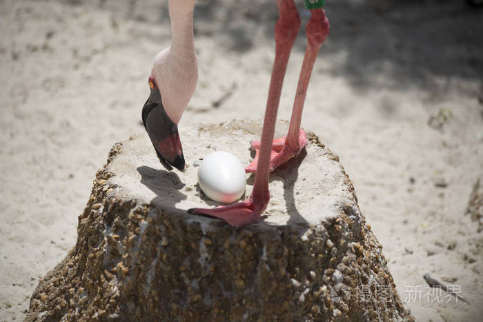 火烈鸟看鸡蛋