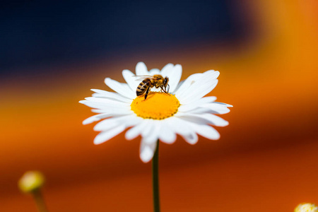 蜜蜂采集花蜜和花粉从洋甘菊