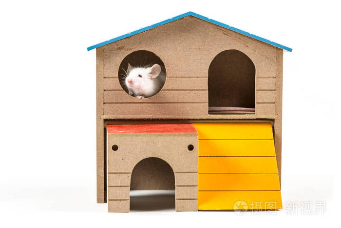 在啮齿类动物的房子只白老鼠
