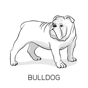 卡通英语 Bulldog.Dog 图