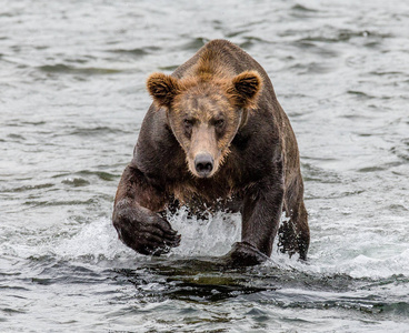 熊在水中运行