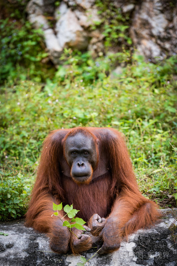 红毛猩猩亚洲种类的现存类人猿