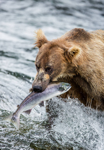 熊吃三文鱼