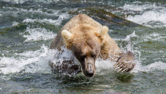 棕色的熊，在河中