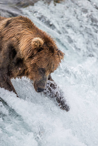 棕色的熊，在河中