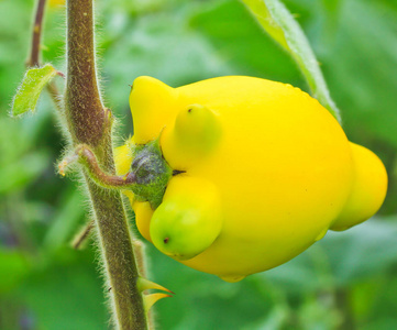 茄子，龙葵 mammosum 植物